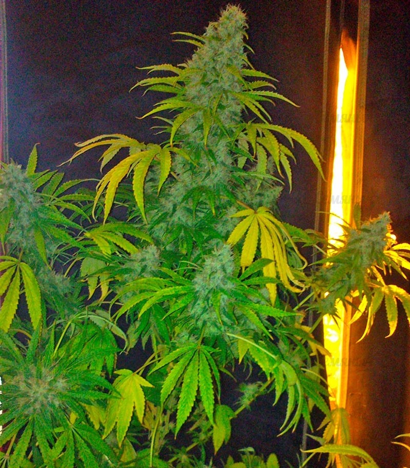 Семена сорта Opium fem (Paradise Seeds) Семена сорта Opium fem (Paradise Seeds) — изображение 2