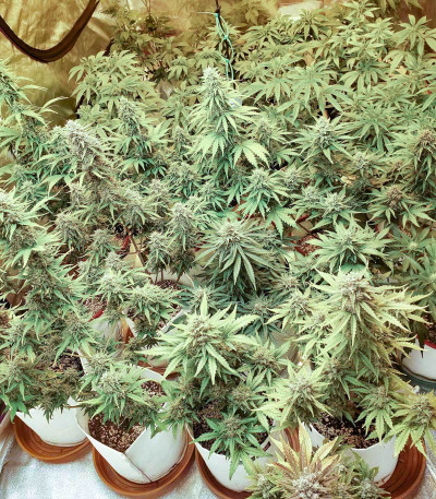 Семена сорта Orange Sherbet Auto fem (FastBuds) Семена сорта Orange Sherbet Auto fem (FastBuds) — изображение 5