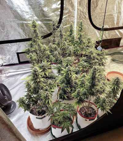 Семена сорта Orange Sherbet Auto fem (FastBuds) Семена сорта Orange Sherbet Auto fem (FastBuds) — изображение 6
