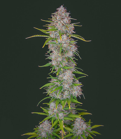 Семена сорта Orange Sherbet Auto fem (FastBuds) Семена сорта Orange Sherbet Auto fem (FastBuds) — изображение 3
