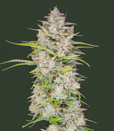Семена сорта Orange Sherbet Auto fem (FastBuds) Семена сорта Orange Sherbet Auto fem (FastBuds) — изображение 4
