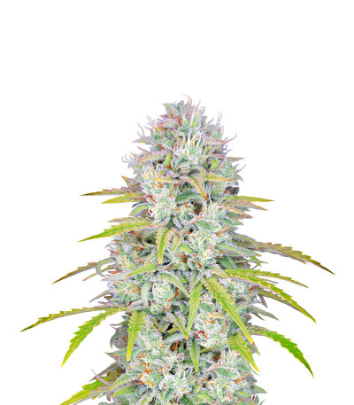 Семена сорта Orange Sherbet Auto fem (FastBuds) Семена сорта Orange Sherbet Auto fem (FastBuds)