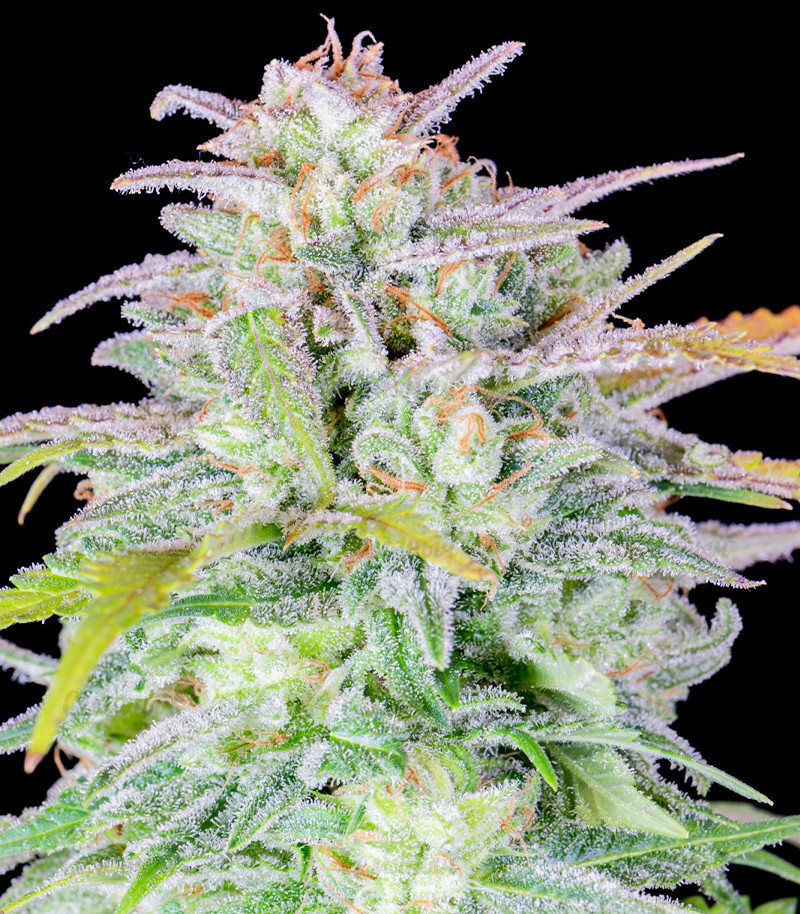 Семена сорта Original Afghan Kush Auto fem (FastBuds) Семена сорта Original Afghan Kush Auto fem (FastBuds) — изображение 4