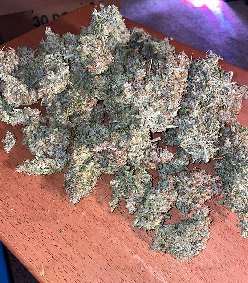 Семена сорта Original Auto Skunk fem (FastBuds) Семена сорта Original Auto Skunk fem (FastBuds) — изображение 2