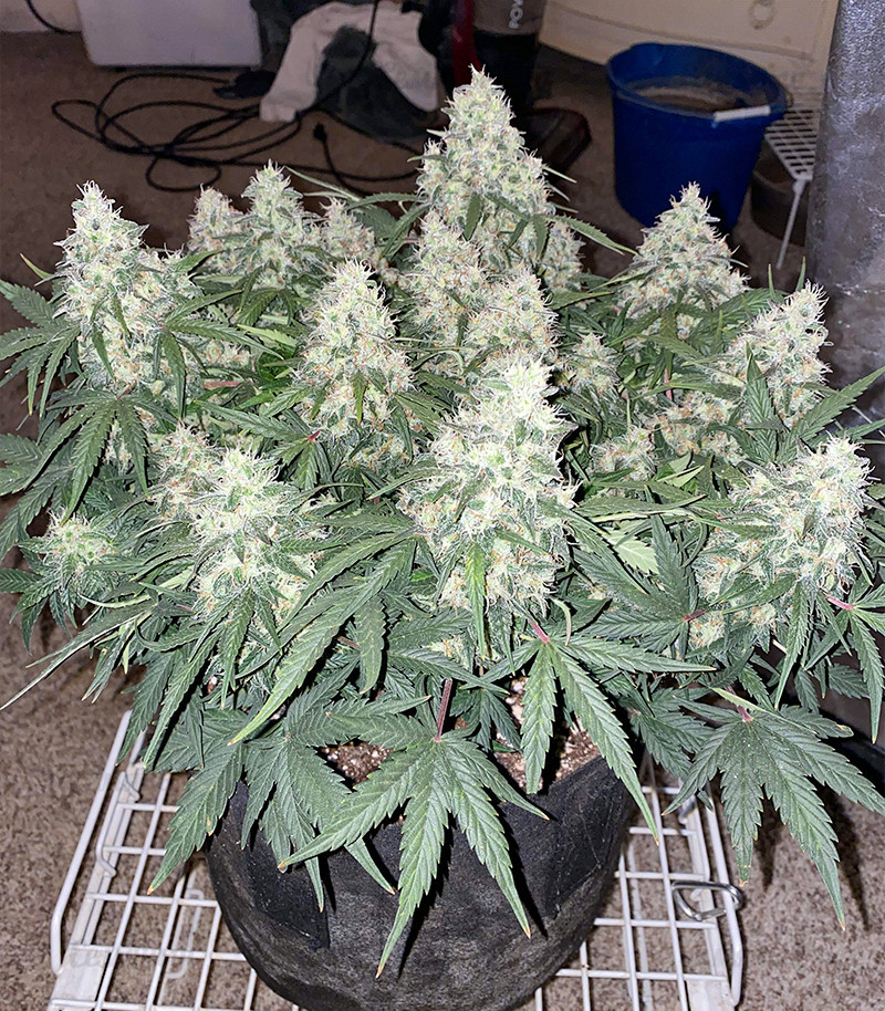 Семена сорта Original Auto Skunk fem (FastBuds) Семена сорта Original Auto Skunk fem (FastBuds) — изображение 3