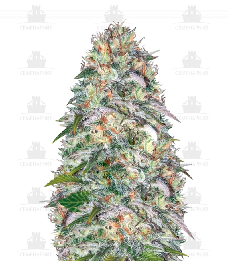 Parmesan fem (Victory Seeds) Parmesan fem (Victory Seeds)