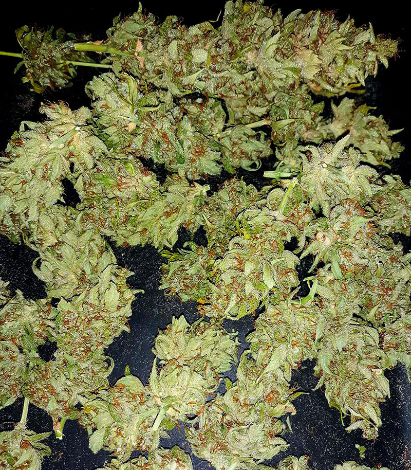 Семена сорта Pineapple Glue fem (Advanced Seeds) Семена сорта Pineapple Glue fem (Advanced Seeds) — изображение 2