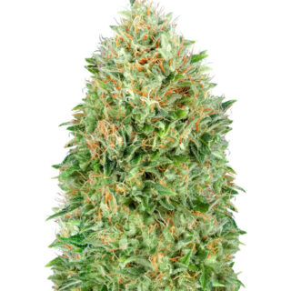 Семена сорта Pineapple Glue fem (Advanced Seeds) Семена сорта Pineapple Glue fem (Advanced Seeds)