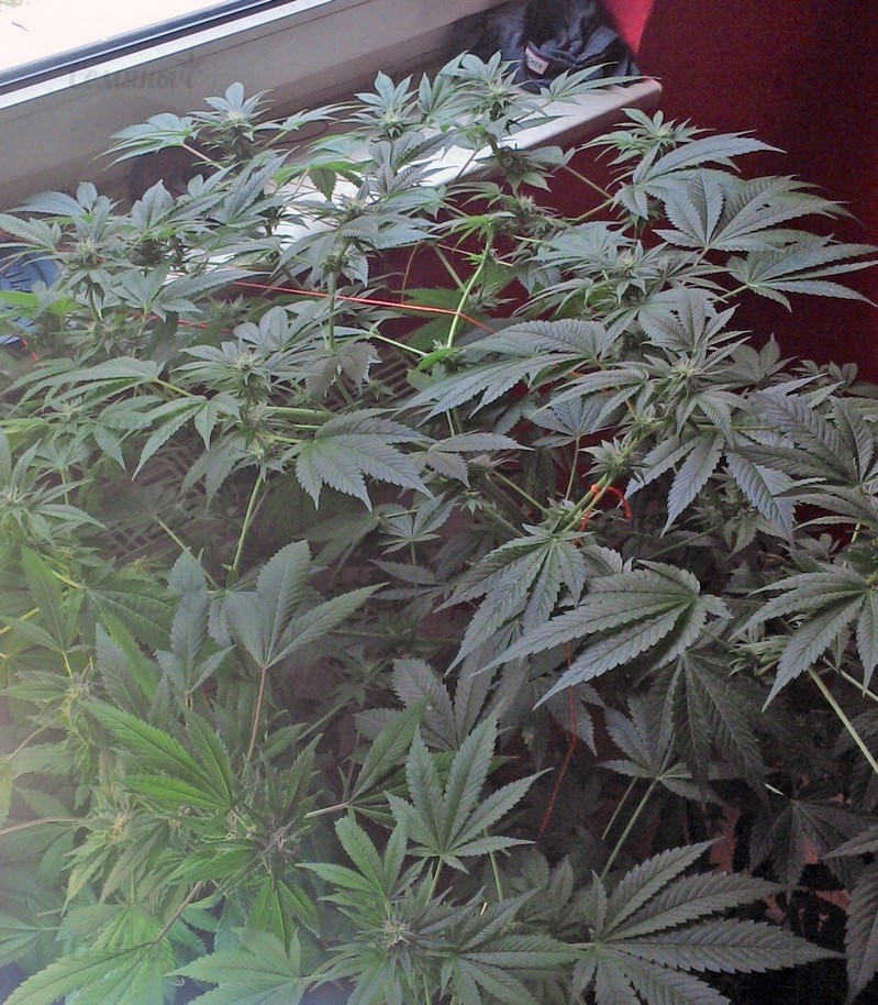 Семена сорта Waist Deep Auto (Heavyweight Seeds) Семена сорта Waist Deep Auto (Heavyweight Seeds) — изображение 4