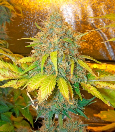 Семена сорта Pure Power Plant fem (Nirvana Seeds) Семена сорта Pure Power Plant fem (Nirvana Seeds) — изображение 5