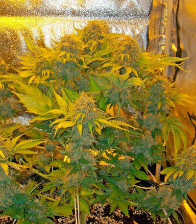 Семена сорта Pure Power Plant fem (Nirvana Seeds) Семена сорта Pure Power Plant fem (Nirvana Seeds) — изображение 4