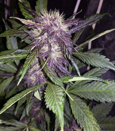 Purple Lemonade Auto fem (FastBuds) Purple Lemonade Auto fem (FastBuds) — изображение 3