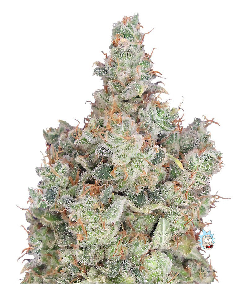 Total Paralysis fem (Heavyweight Seeds) Total Paralysis fem (Heavyweight Seeds)
