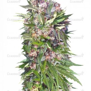 Семена сорта Red Poison Auto (Sweet Seeds) Семена сорта Red Poison Auto (Sweet Seeds)
