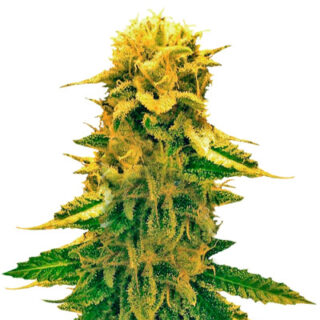 Семена сорта Sugar Black Rose Auto fem (Delicious Seeds) Семена сорта Sugar Black Rose Auto fem (Delicious Seeds)