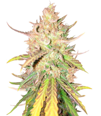 Семена сорта Sugar Candy fem (Delicious Seeds) Семена сорта Sugar Candy fem (Delicious Seeds)