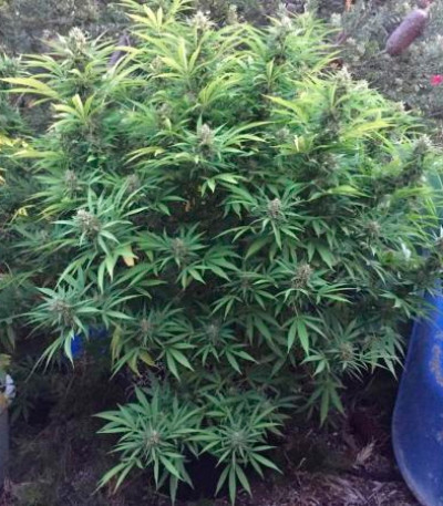 Семена сорта Sugar Candy fem (Delicious Seeds) Семена сорта Sugar Candy fem (Delicious Seeds) — изображение 3