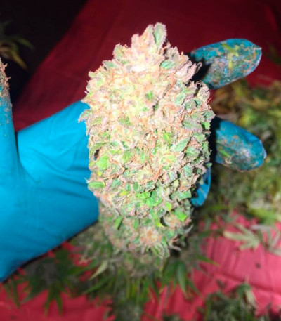 Семена сорта Sugar Candy fem (Delicious Seeds) Семена сорта Sugar Candy fem (Delicious Seeds) — изображение 4