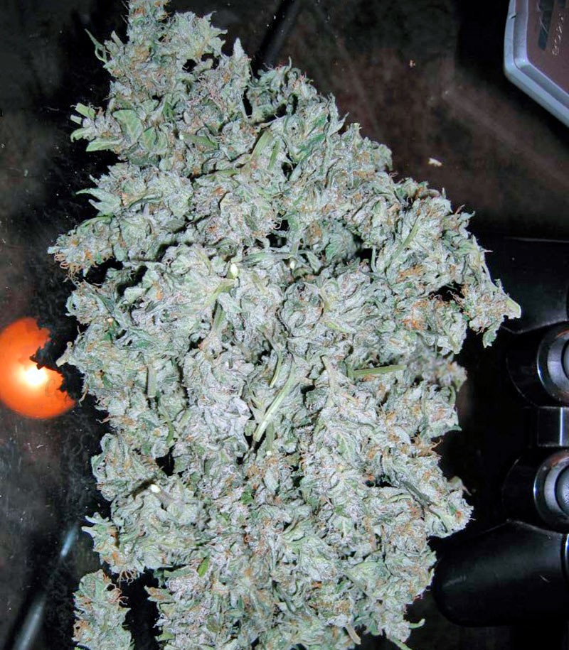 Семена сорта Short Rider Automatic fem (Nirvana Seeds) Семена сорта Short Rider Automatic fem (Nirvana Seeds) — изображение 4
