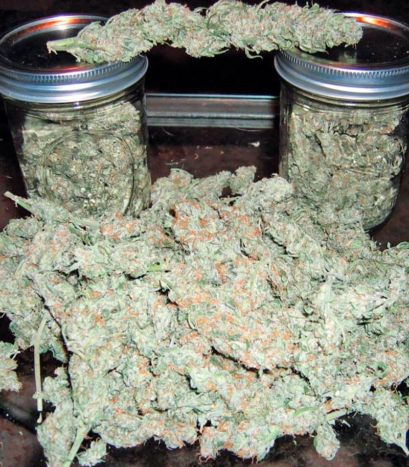 Семена сорта Short Rider Automatic fem (Nirvana Seeds) Семена сорта Short Rider Automatic fem (Nirvana Seeds) — изображение 3