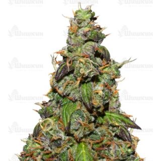 Six Shooter auto (FastBuds) семена конопли Six Shooter auto (FastBuds) семена конопли