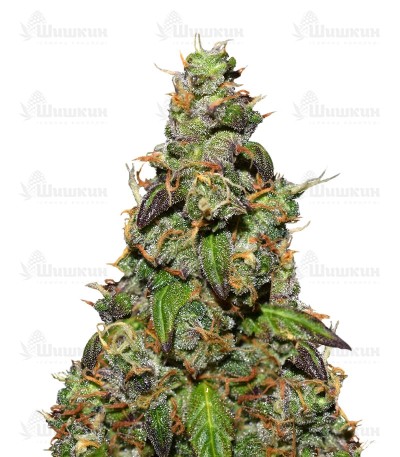 Six Shooter auto (FastBuds) семена конопли Six Shooter auto (FastBuds) семена конопли