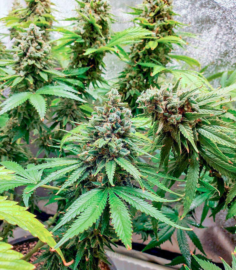 Slurricane fem (Advanced Seeds) семена конопли Slurricane fem (Advanced Seeds) семена конопли — изображение 2