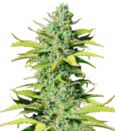 Smoothie Auto fem (FastBuds) Smoothie Auto fem (FastBuds)