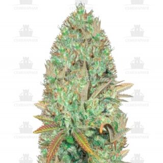 Seemango (Somango) fem (Victory Seeds) Seemango (Somango) fem (Victory Seeds)