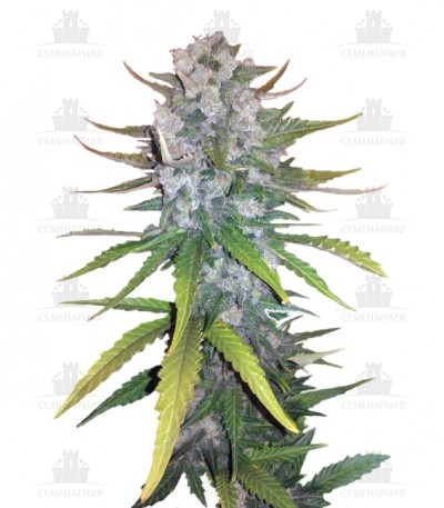 Сорт + Speed Auto fem (Sweet Seeds) Сорт + Speed Auto fem (Sweet Seeds)