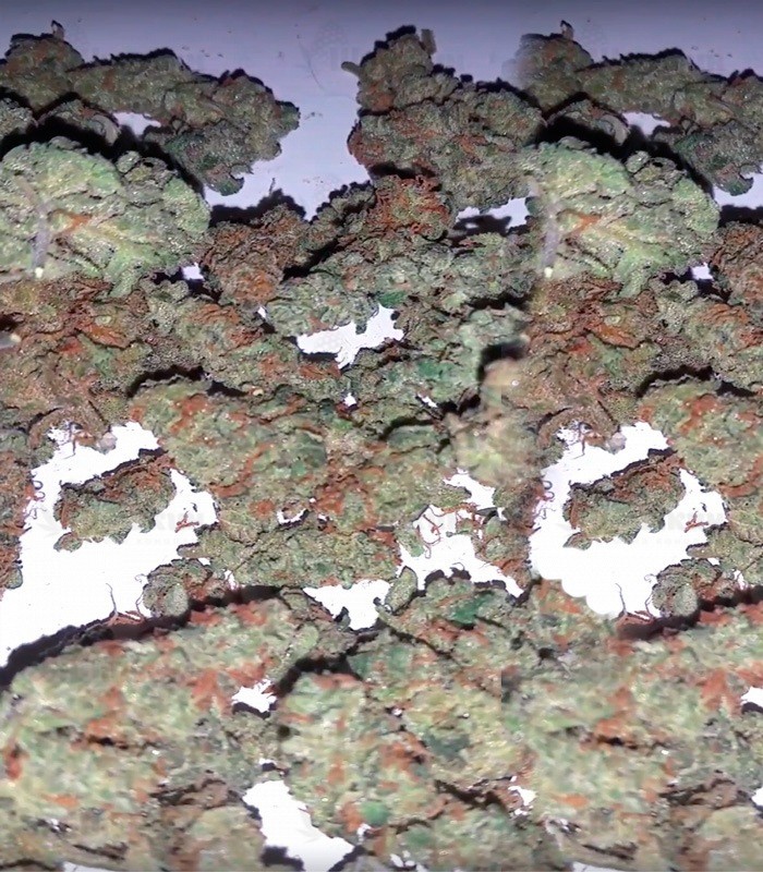 Семена сорта Spinning Buzz Kick auto fem (Dr. Krippling Seeds) Семена сорта Spinning Buzz Kick auto fem (Dr. Krippling Seeds) — изображение 3