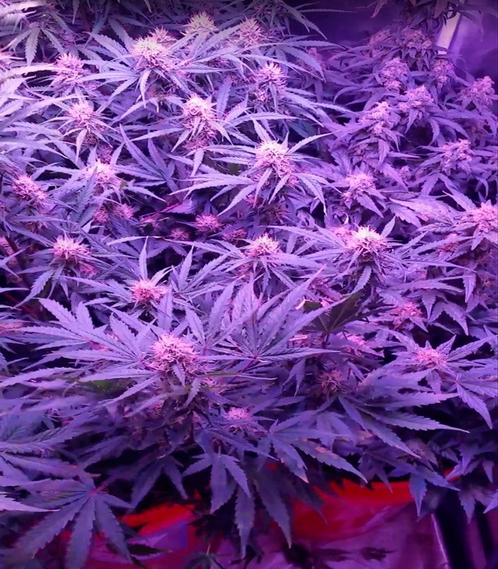 Семена сорта Spinning Buzz Kick auto fem (Dr. Krippling Seeds) Семена сорта Spinning Buzz Kick auto fem (Dr. Krippling Seeds) — изображение 2