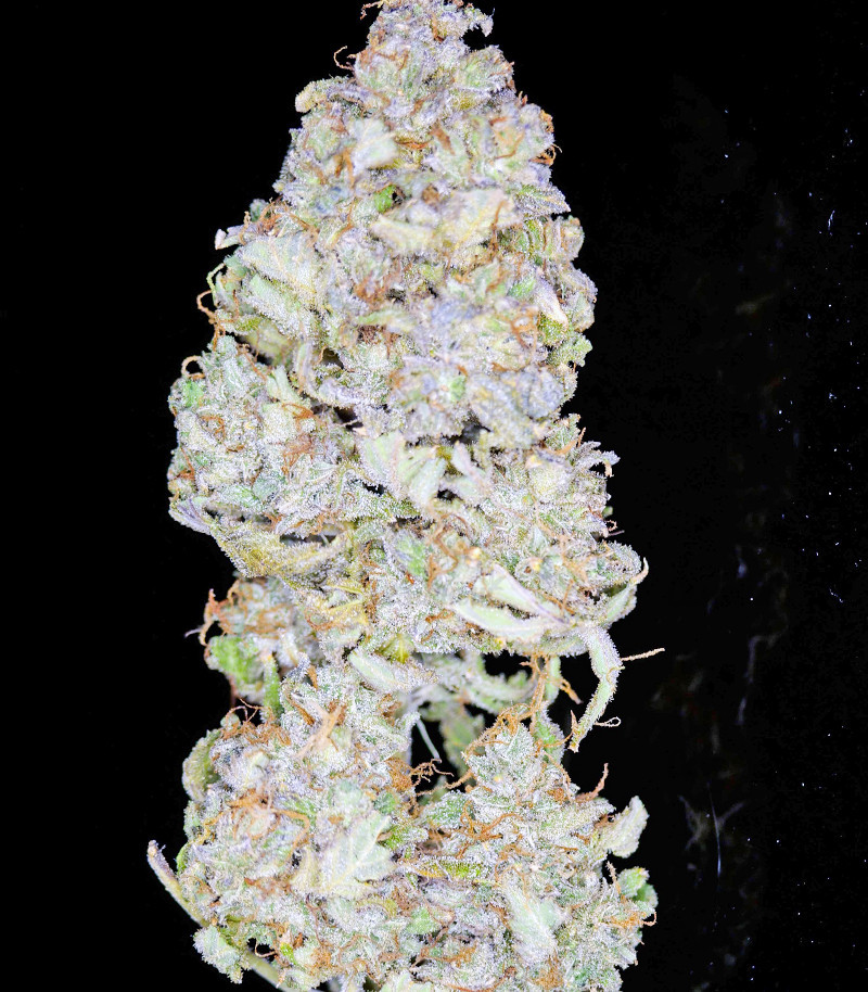 Семена сорта Strawberry Pie Auto fem (FastBuds) Семена сорта Strawberry Pie Auto fem (FastBuds) — изображение 3