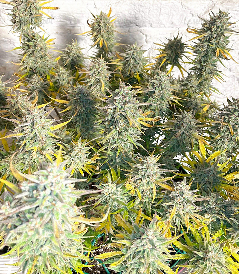 Семена сорта Strawberry Pie Auto fem (FastBuds) Семена сорта Strawberry Pie Auto fem (FastBuds) — изображение 4