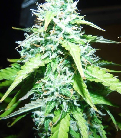 Семена сорта Sugar Black Rose Auto fem (Delicious Seeds) Семена сорта Sugar Black Rose Auto fem (Delicious Seeds) — изображение 5