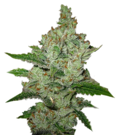 Семена сорта Super Lemon Haze fem (GHS) Семена сорта Super Lemon Haze fem (GHS)