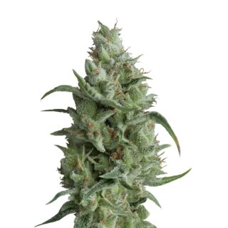 Super OG Kush (Pyramid Seeds) Super OG Kush (Pyramid Seeds)
