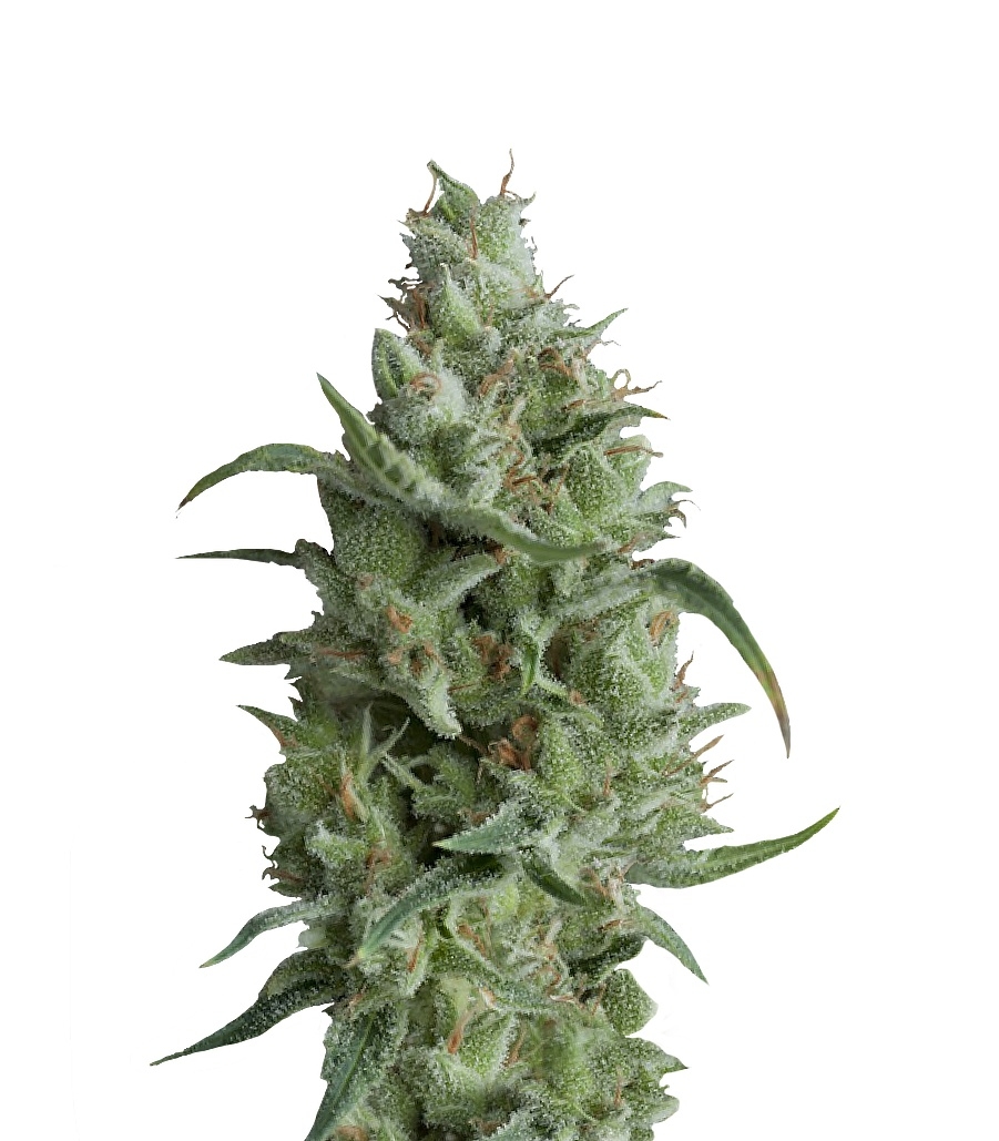 Super OG Kush (Pyramid Seeds) Сорт Super OG Kush fem (Pyramid Seeds)
