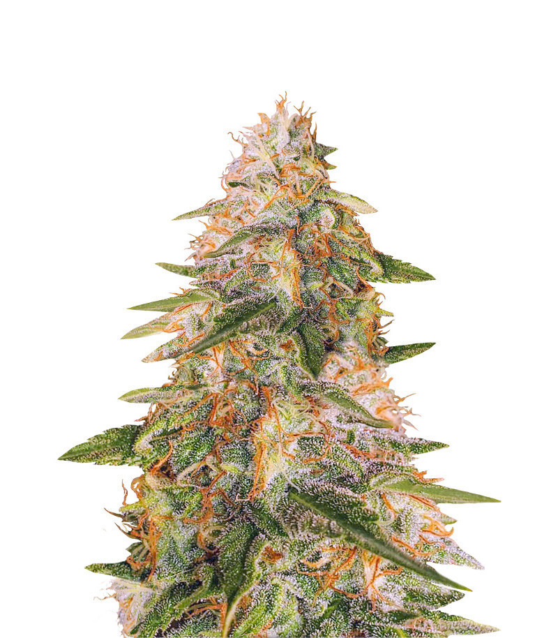 Tropic Punch fem (Heavyweight Seeds) Tropic Punch fem (Heavyweight Seeds)