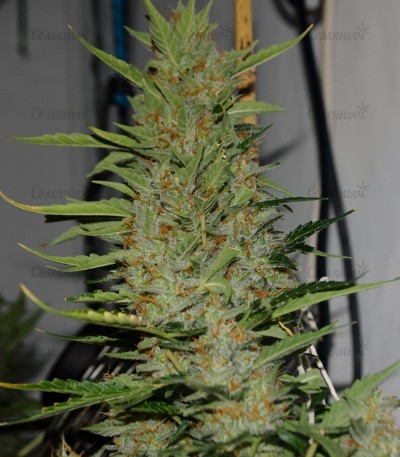 Turbo Bud auto fem (Heavyweight Seeds) Turbo Bud auto fem (Heavyweight Seeds) — изображение 3