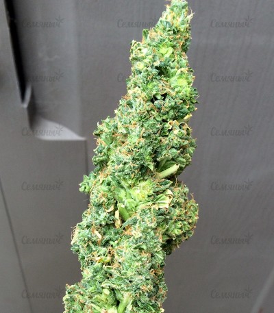 Turbo Bud auto fem (Heavyweight Seeds) Turbo Bud auto fem (Heavyweight Seeds) — изображение 2