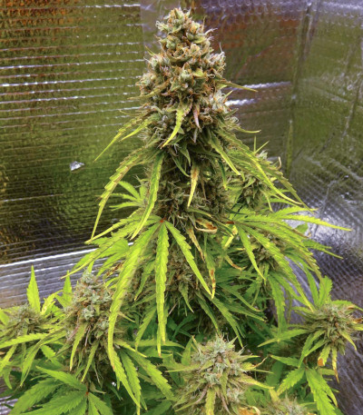 Wedding Cake Auto fem (Barney's Farm) Wedding Cake Auto fem (Barney's Farm) — изображение 3