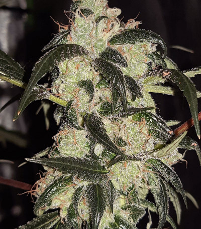 Wedding Cake Auto fem (Barney's Farm) Wedding Cake Auto fem (Barney's Farm) — изображение 5