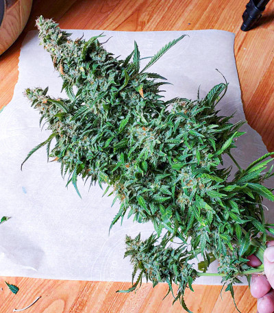 Семена сорта Wedding Cheesecake Auto fem (FastBuds) Семена сорта Wedding Cheesecake Auto fem (FastBuds) — изображение 3