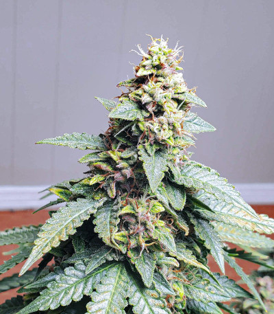 Семена сорта Wedding Cheesecake Auto fem (FastBuds) Семена сорта Wedding Cheesecake Auto fem (FastBuds) — изображение 6