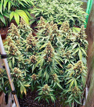 Семена сорта Wedding Cheesecake Auto fem (FastBuds) Семена сорта Wedding Cheesecake Auto fem (FastBuds) — изображение 5