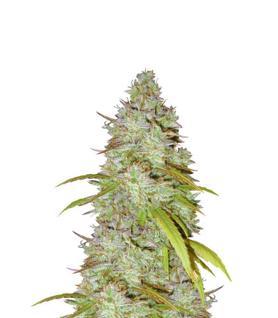 Семена сорта Wedding Cheesecake Auto fem (FastBuds) Семена сорта Wedding Cheesecake Auto fem (FastBuds)