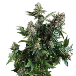 White Widow fem (Pyramid Seeds)