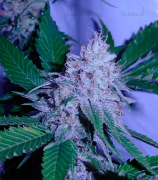 Семена сорта Ultra Sour Kush Семена сорта Ultra Sour Kush — изображение 5