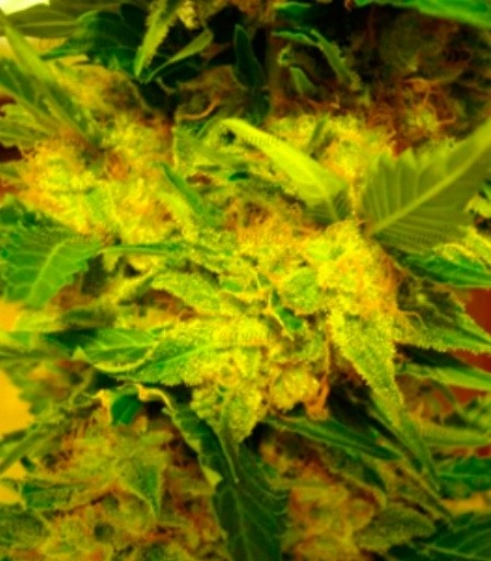 Семена сорта Ultra Sour Kush Семена сорта Ultra Sour Kush — изображение 7